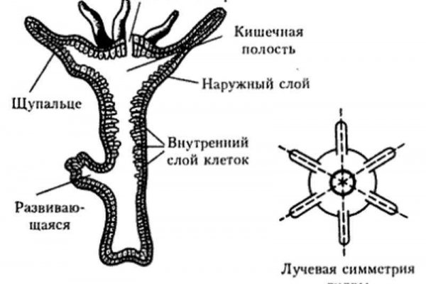 Кракен телегрф